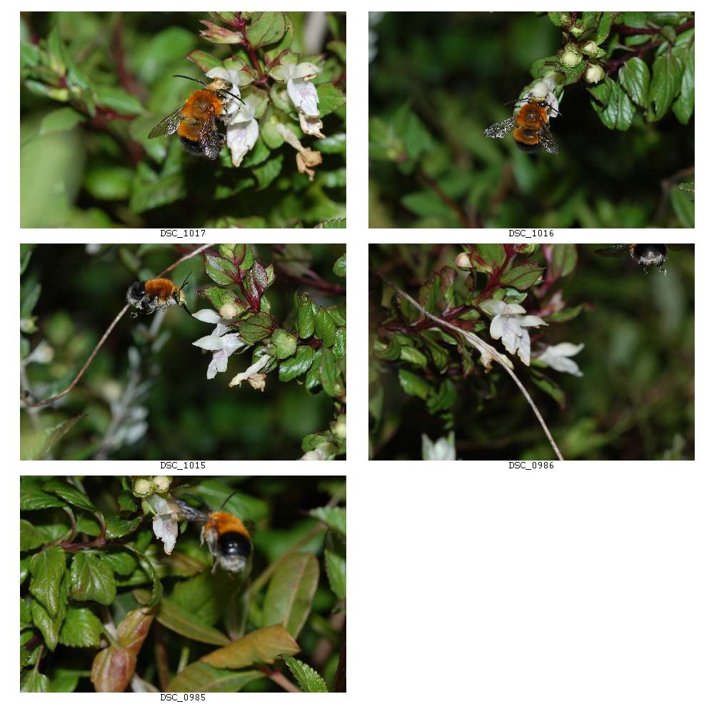 Missione compiuta! Habropoda tarsata in volo